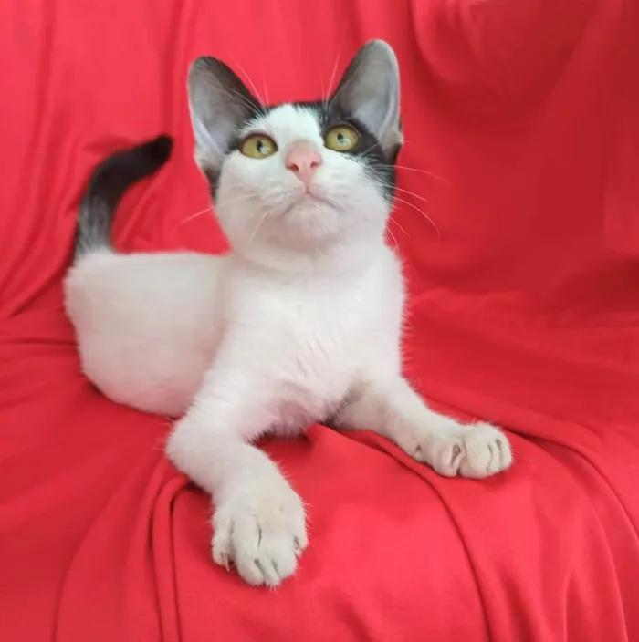 Gato ra a SRD-ViraLata idade 2 a 6 meses nome Bob