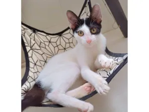 Gato raça SRD-ViraLata idade 2 a 6 meses nome Bob