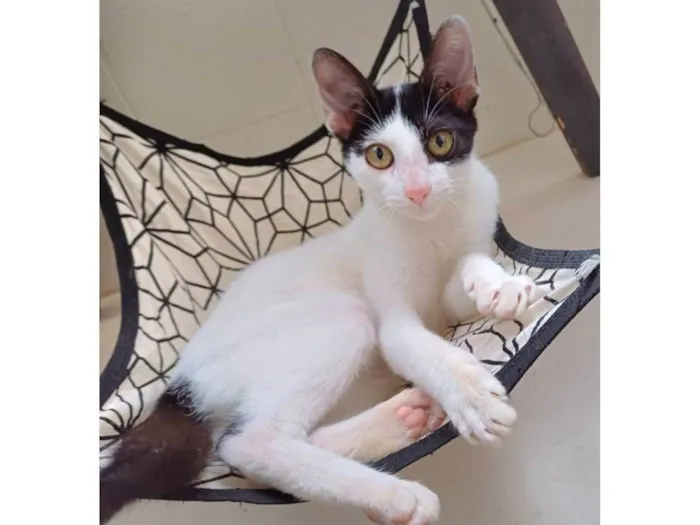 Gato ra a SRD-ViraLata idade 2 a 6 meses nome Bob