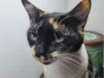 Ana