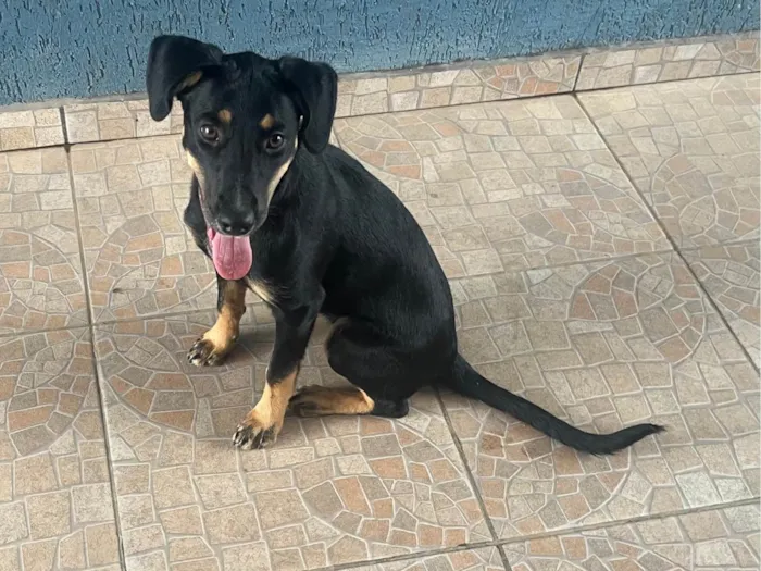 Cachorro ra a SRD-ViraLata idade 2 a 6 meses nome Monalisa