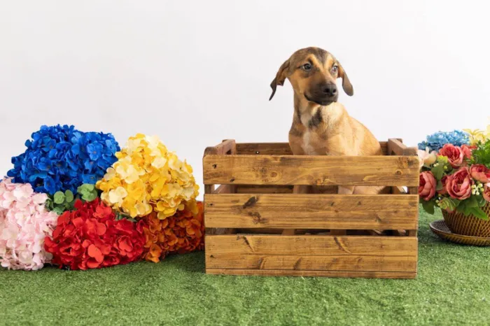 Cachorro ra a SRD-ViraLata idade 2 a 6 meses nome Tico