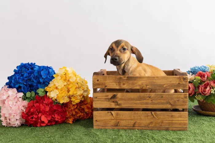 Cachorro ra a SRD-ViraLata idade 2 a 6 meses nome Tico