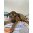 Teco