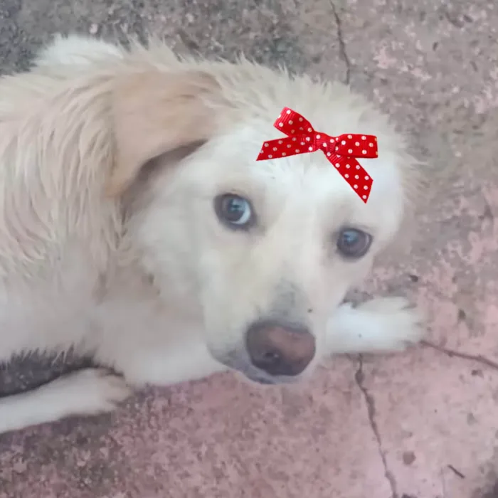 Cachorro ra a Mestica  idade 7 a 11 meses nome Vitória 