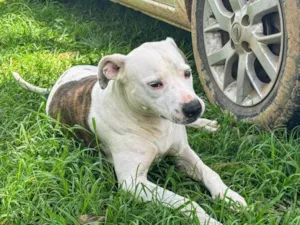 Cachorro raça Pit-Bull idade 2 anos nome Theo 