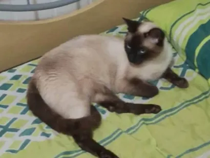 Gato raça Siamês  idade 5 anos nome GRATIFICA - Romeu