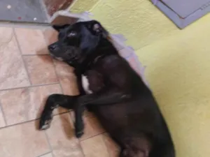 Cachorro raça SRD-ViraLata idade 3 anos nome Billy 