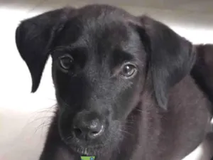 Cachorro raça Mestico  idade 2 a 6 meses nome Juninho 