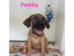 Cachorro raça SRD-ViraLata idade 2 a 6 meses nome Pedrita 