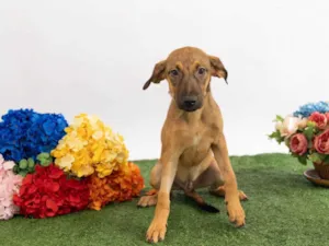 Cachorro raça SRD-ViraLata idade 2 a 6 meses nome Teco