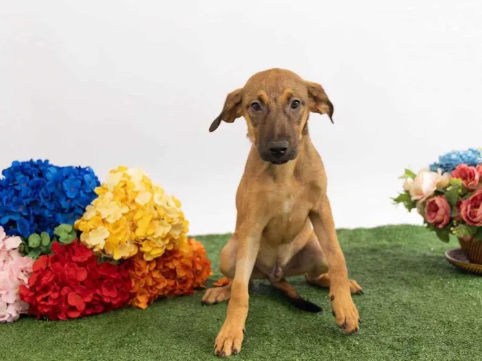 Cachorro ra a SRD-ViraLata idade 2 a 6 meses nome Teco