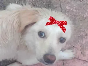Cachorro raça Mestica  idade 7 a 11 meses nome Vitória 