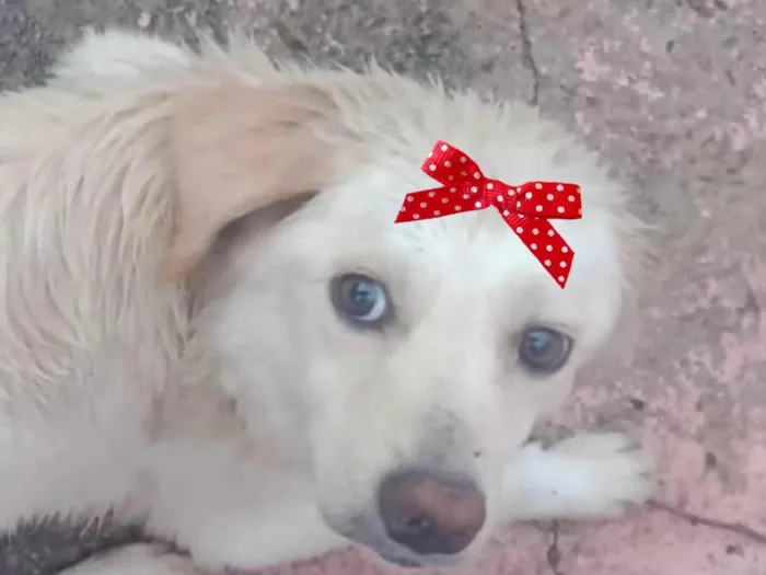 Cachorro ra a Mestica  idade 7 a 11 meses nome Vitória 