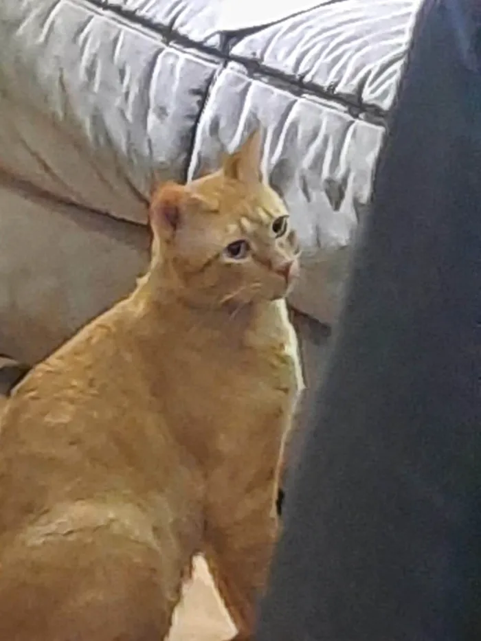Gato ra a SRD-ViraLata idade 3 anos nome Nike