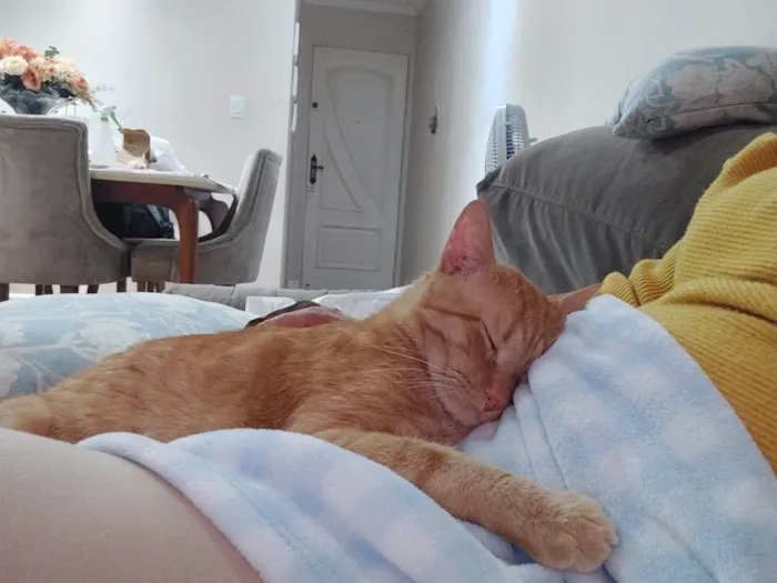 Gato ra a SRD-ViraLata idade 3 anos nome Nike