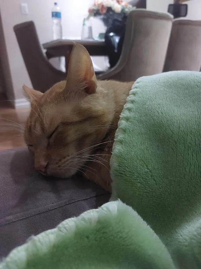 Gato ra a SRD-ViraLata idade 3 anos nome Nike