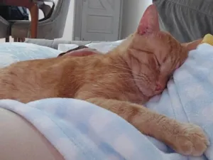 Gato raça SRD-ViraLata idade 3 anos nome Nike