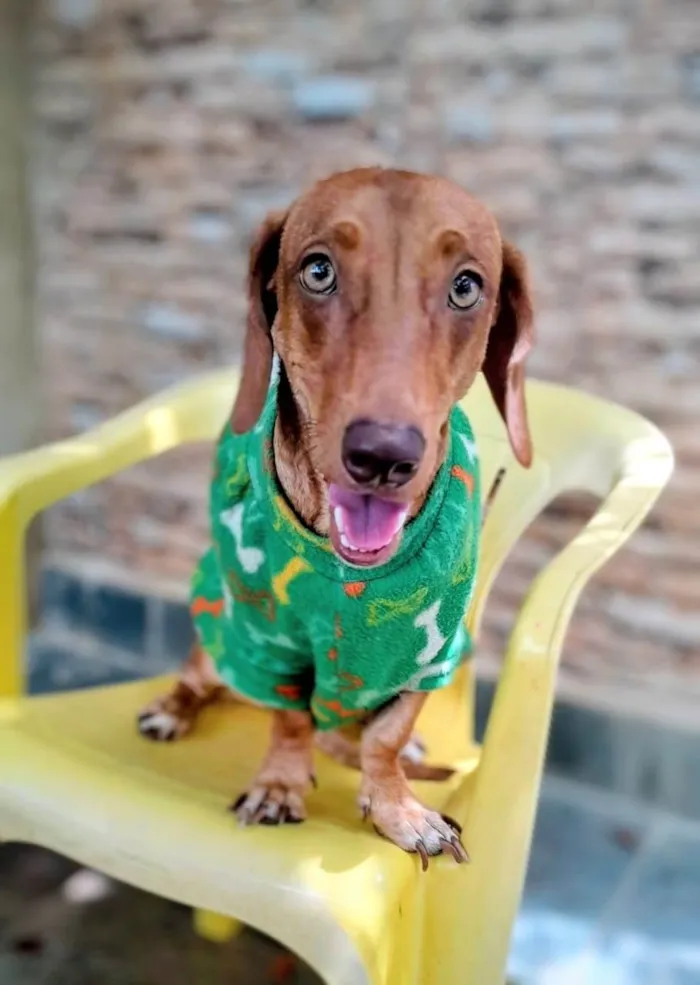 Cachorro ra a Basset-Cofap idade 7 a 11 meses nome Samba