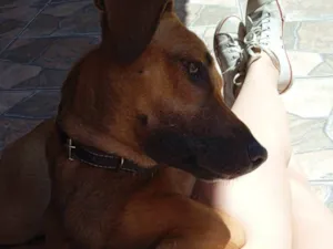 Cachorro raça SRD-ViraLata idade 1 ano nome SASHA