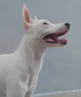 Branka