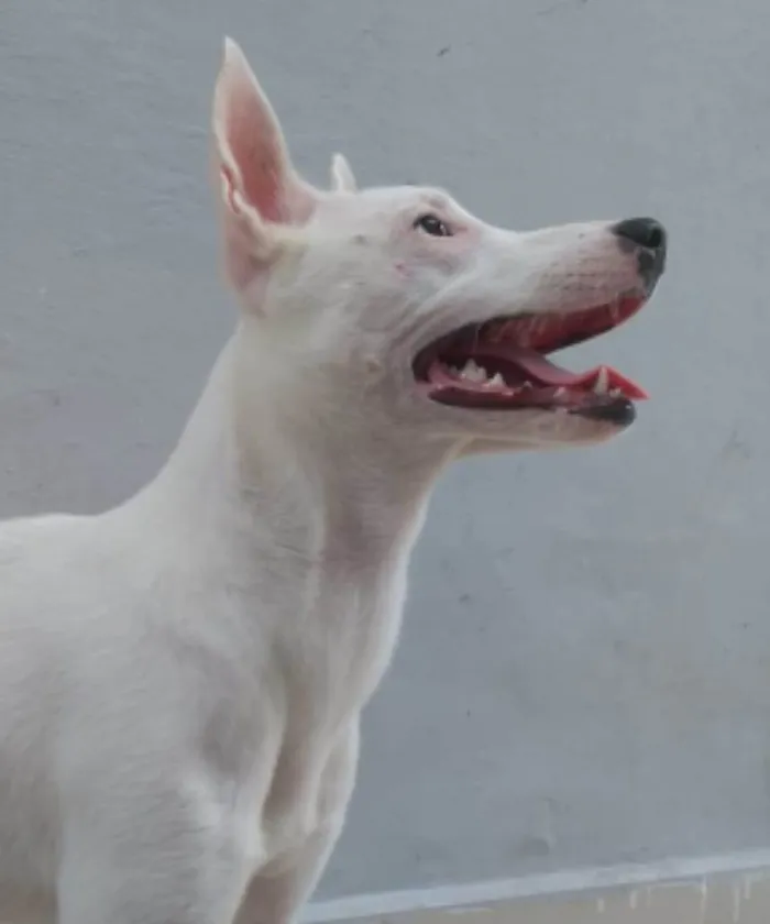 Cachorro ra a Srd idade 7 a 11 meses nome Branka