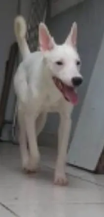 Cachorro ra a Srd idade 7 a 11 meses nome Branka