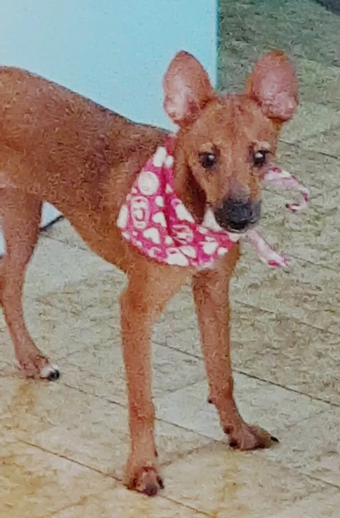 Cachorro ra a Mix pincher idade 7 a 11 meses nome Aninha