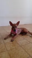 Aninha