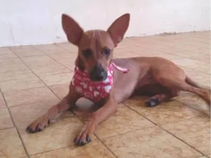 Cachorro raça Mix pincher idade 7 a 11 meses nome Aninha
