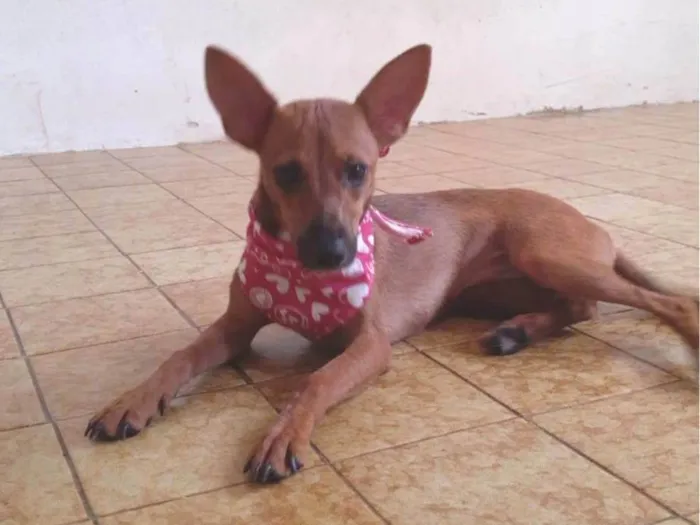 Cachorro ra a Mix pincher idade 7 a 11 meses nome Aninha