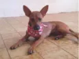 Aninha