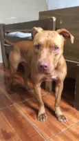 Ravena - Pitbull