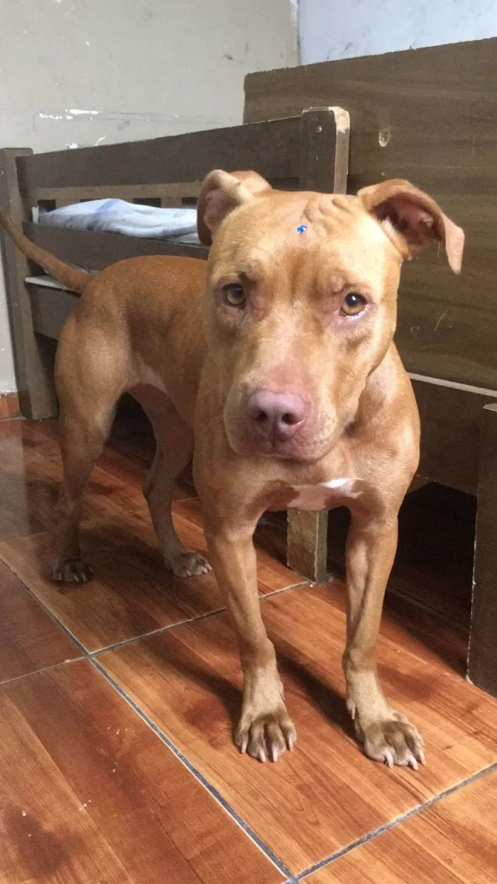 Cachorro ra a Pitbull idade 1 ano nome Ravena - Pitbull