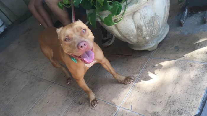 Cachorro ra a Pitbull idade 1 ano nome Ravena - Pitbull