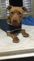 Ravena - Pitbull