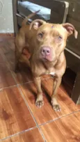 Ravena - Pitbull