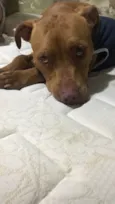 Ravena - Pitbull
