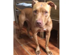 Cachorro raça Pitbull idade 1 ano nome Ravena - Pitbull