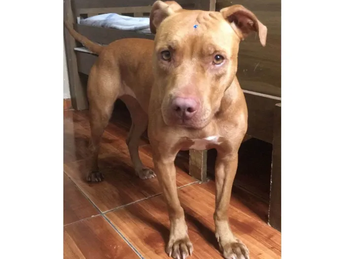 Cachorro ra a Pitbull idade 1 ano nome Ravena - Pitbull