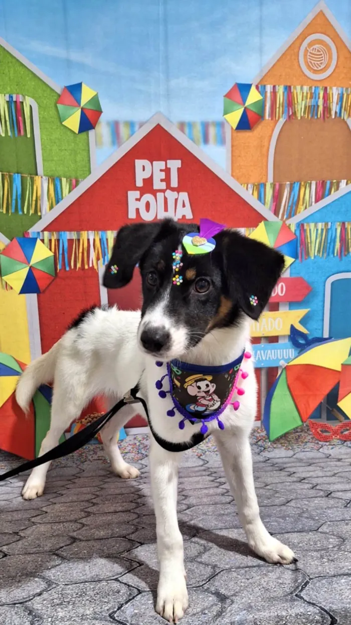 Cachorro ra a SRD idade 2 a 6 meses nome Lola