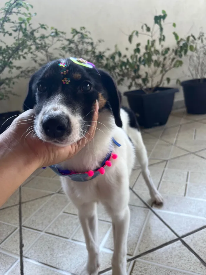Cachorro ra a SRD idade 2 a 6 meses nome Lola