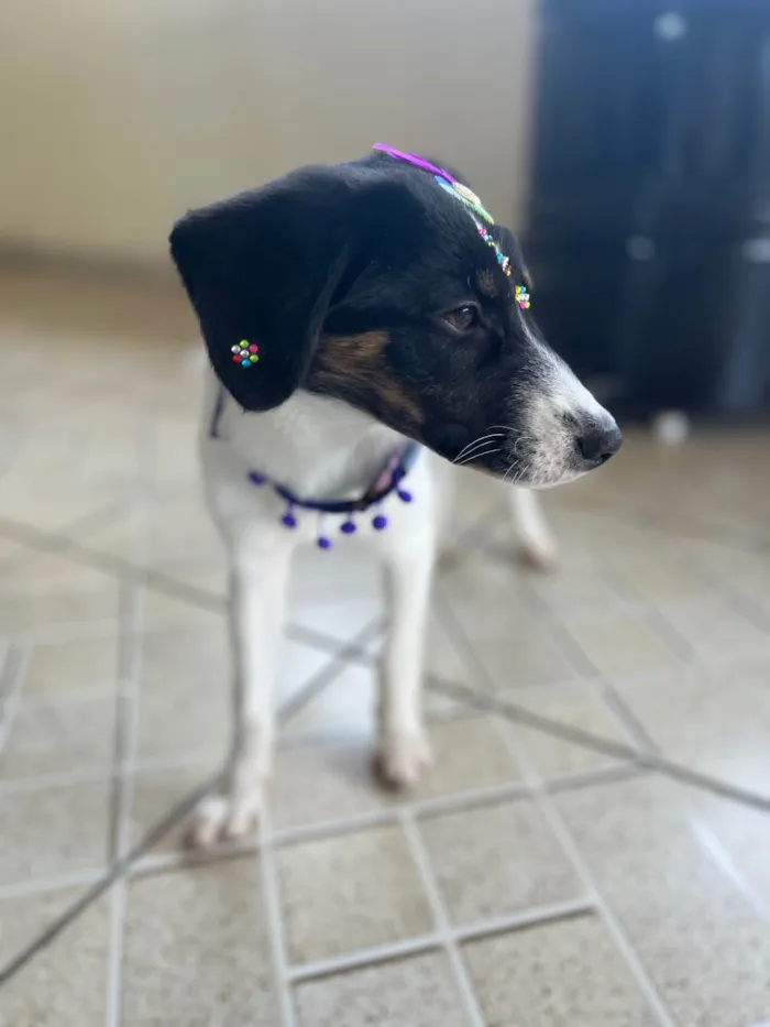 Cachorro ra a SRD idade 2 a 6 meses nome Lola