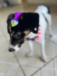 Lola