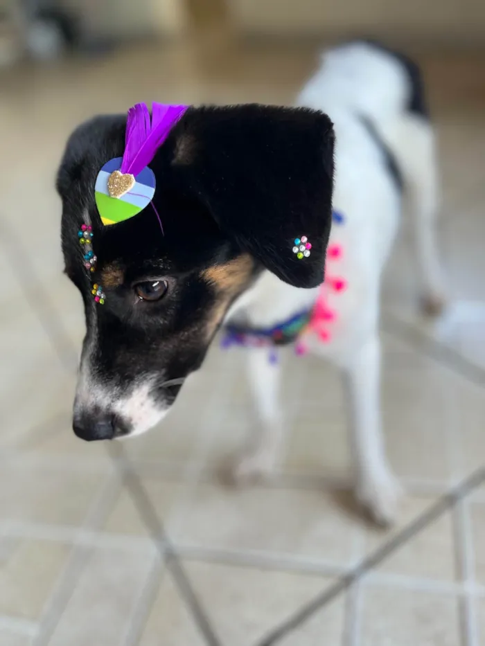Cachorro ra a SRD idade 2 a 6 meses nome Lola