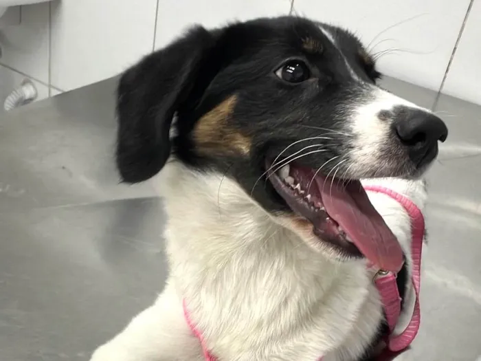 Cachorro ra a SRD idade 2 a 6 meses nome Lola