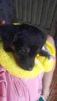 Dodô