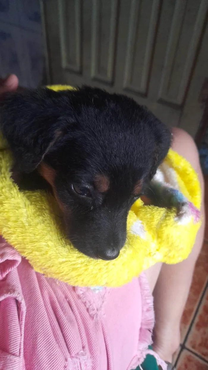 Cachorro ra a SRD-ViraLata idade 2 a 6 meses nome Dodô