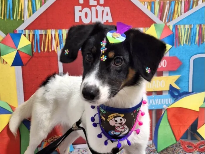 Cachorro ra a SRD idade 2 a 6 meses nome Lola