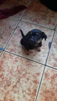 Dodô